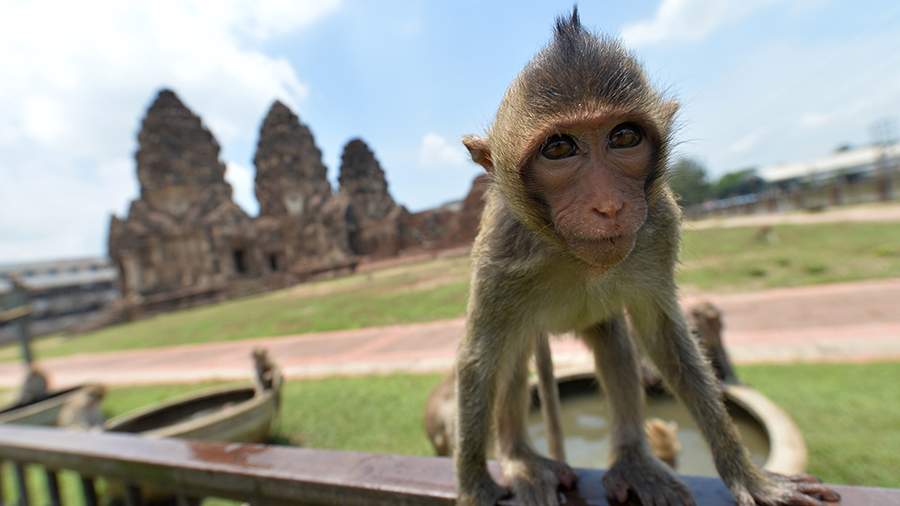 Полиция устроила рейд по ловле обезьян в таиландском Лопбури