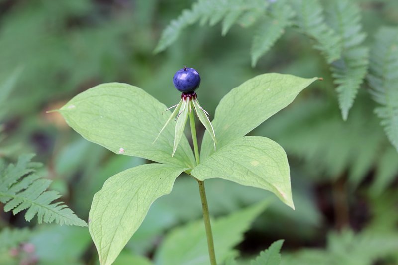 10 растений, которых следует опасаться 10 растений, которых следует опасаться полезные советы,растения,ядовитые растения