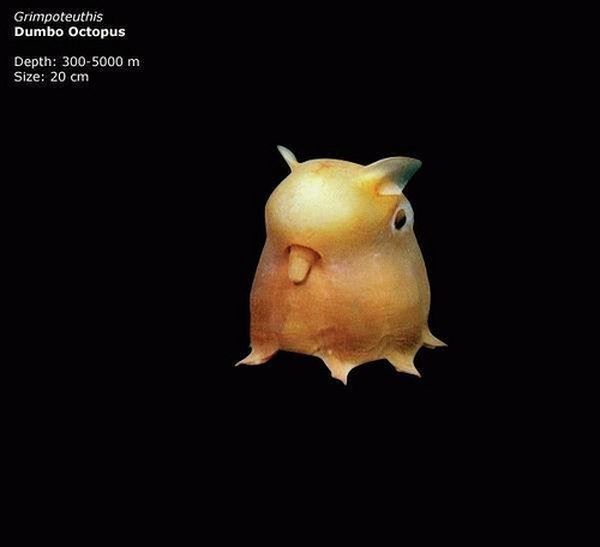 Осьминог Думбо (Grimpoteuthis)