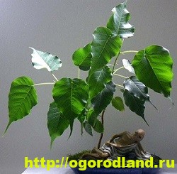 Фикусы и их разновидности. Выращивание и уход за фикусами