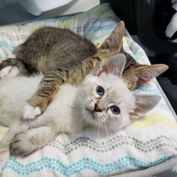 Без кота и жизнь не та