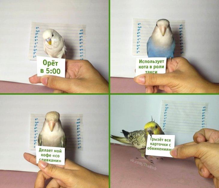 Подборка смешных картинок для поднятия настроения 