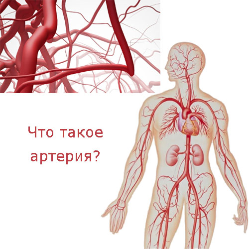 Что такое артерия?