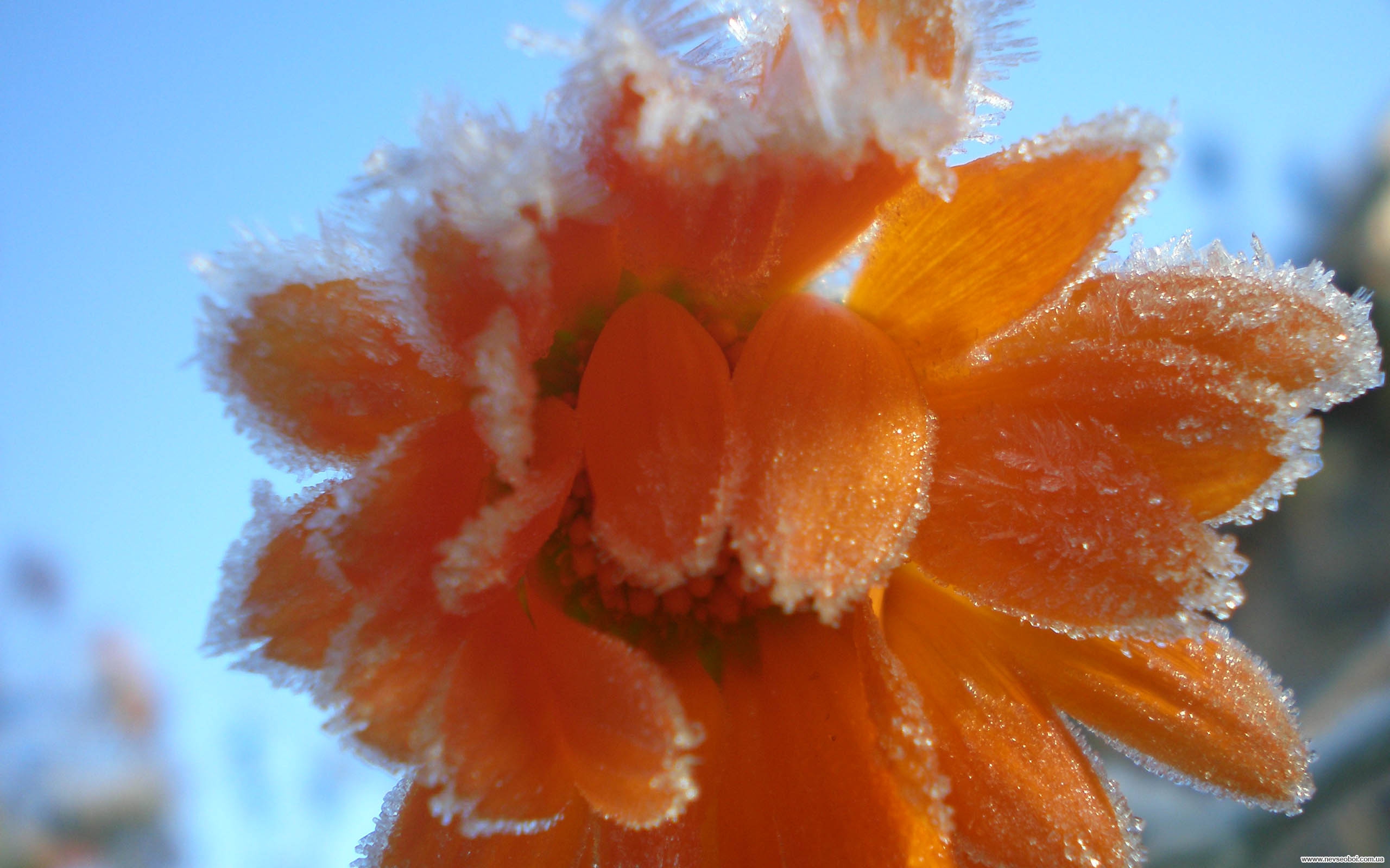 Оранжевый цветок в инее