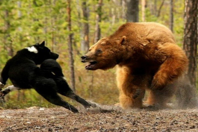 Разбушевавшийся медведь против тигра, пумы, бизона и моржа: видео медведь, пытается, таким, Мощный, взрослые, заметили, тигрят, разыгравшихся, отогнать, решил, примеру, агрессором, гималайский, напали, является, всегда, далеко, дальшеНо, можно, убежать