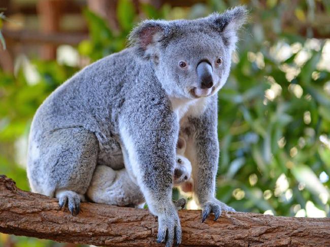 В австралийском зоопарке родился детеныш коалы редкого белого окраса