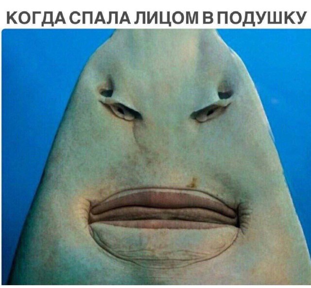 Весёлые картинки для настроения: «Когда спала лицом в подушку»  