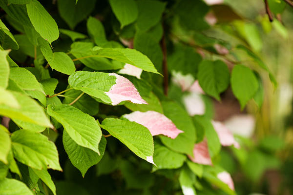 Актинидия коломикта (Actinidia kolomikta)