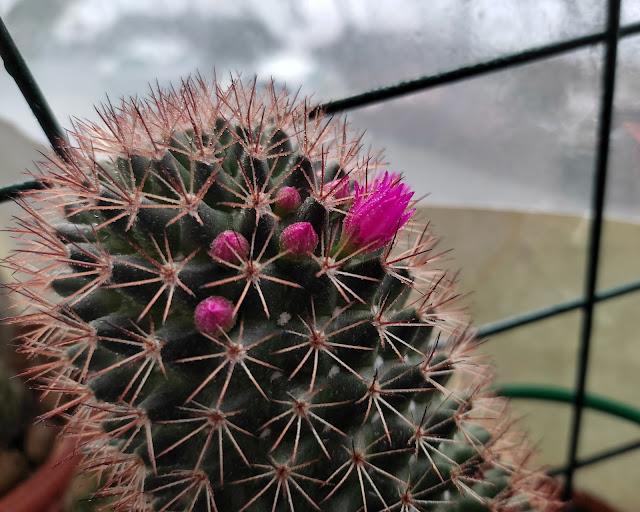 кактус цветет