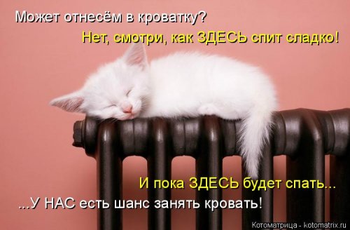 Лучшая котоматрица недели прикольные картинки