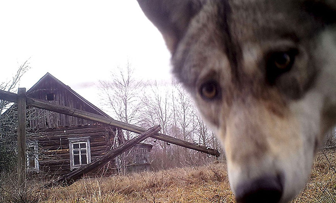 Ученые установили камеры в Чернобыле и сняли стаи волков, которые ходят по заброшенным деревням