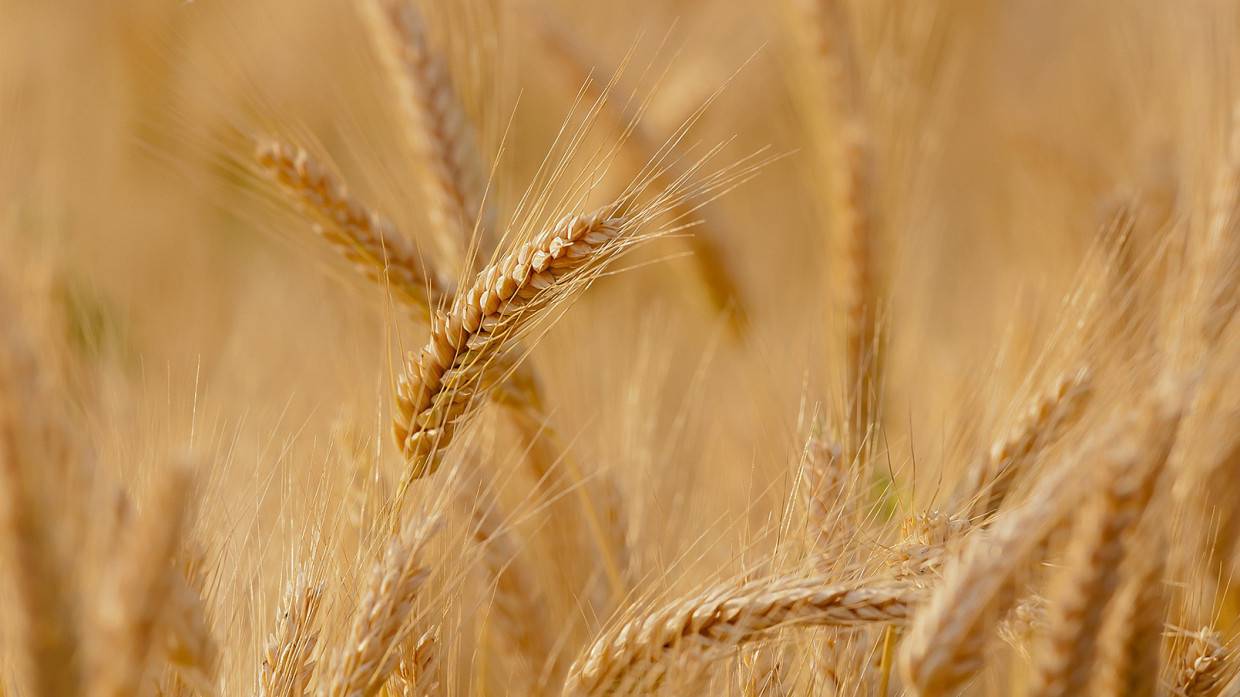 Геополитическая напряженность стала причиной роста цен на пшеницу