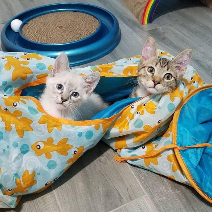 Без кота и жизнь не та