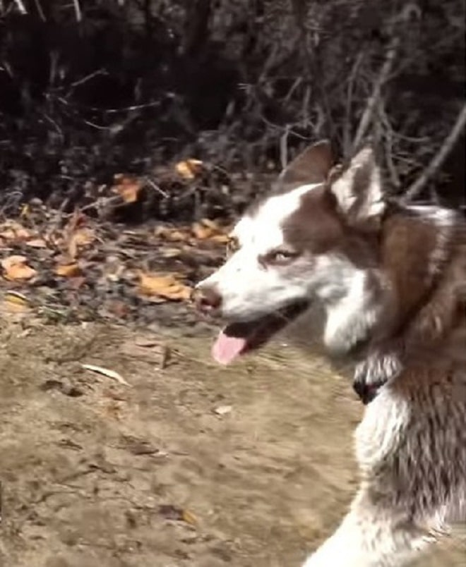 Счастливая собака