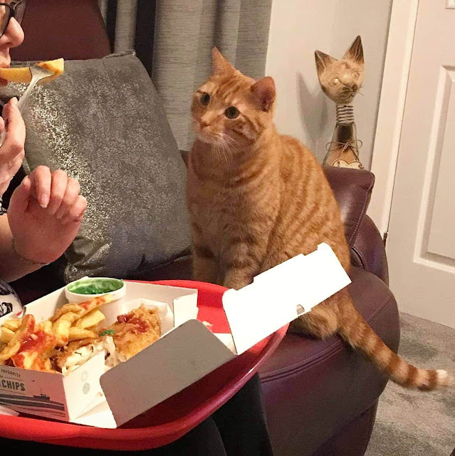 кот просит еду