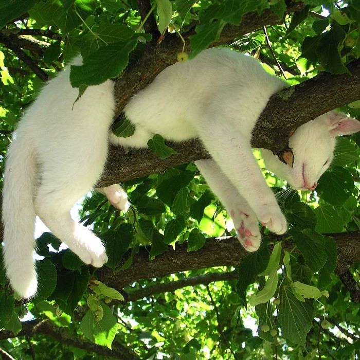 белый кот спит на дереве