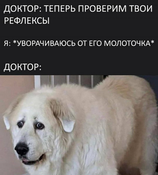 Смешное зверьё 