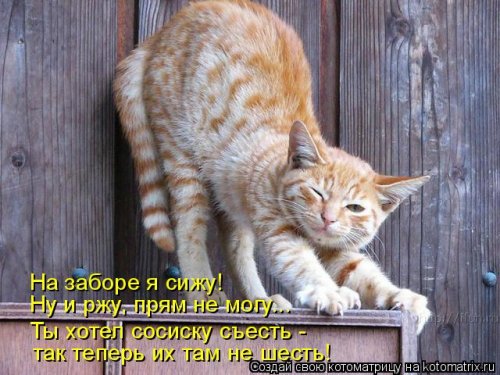 Лучшая котоматрица недели прикольные картинки