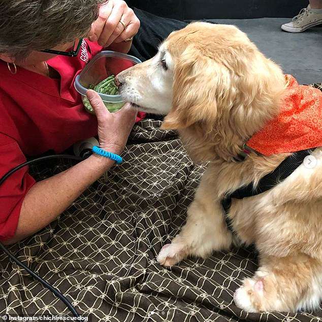 Золотистый ретривер потерял все четыре лапы, но теперь он помогает людям, потерявшим руки или ноги Золотистый ретривер потерял все четыре лапы, но теперь он помогает людям, потерявшим руки или ноги питомцы