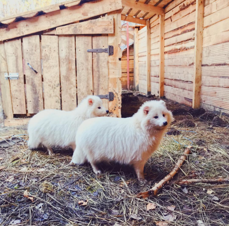 Спасение зверушек