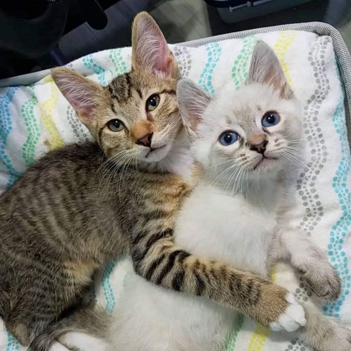 Без кота и жизнь не та