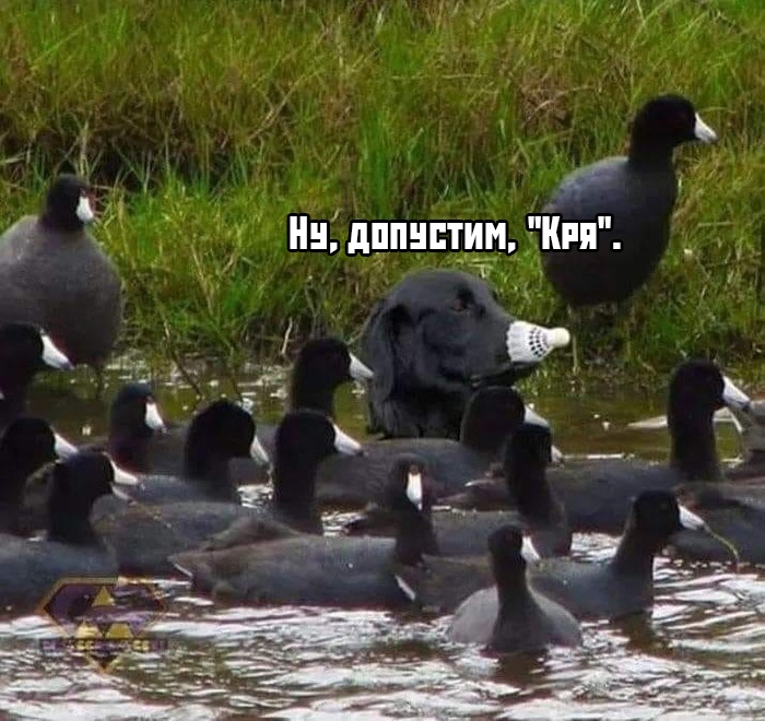 Забавные фото приколы и веселые картинки с надписями из сети Забавные фото приколы и веселые картинки с надписями из сети картинки с надписями,красивые фотографии,смешные комментарии,юмор