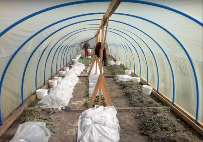 Бюджетная теплица из труб ПВХ бюджетная теплица