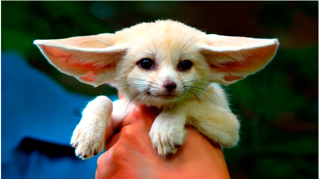 Белое солнце пустыни