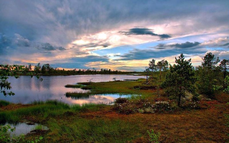 Васюганские болота красоты природы, природа, природа России, путешествие по России