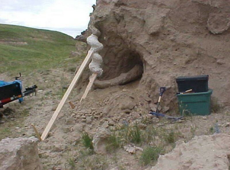 Штопор дьявола - что это такое и причем тут бобры природа