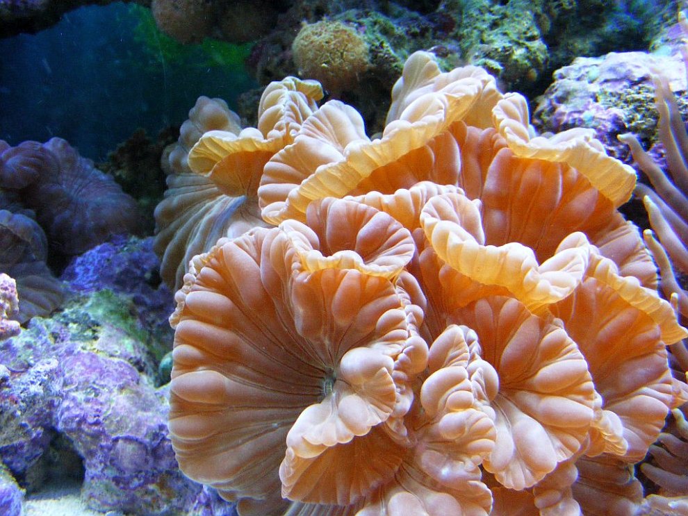 Кораллы - древнейшие существа на Земле кораллы, коралловых, кораллов, рифов, является, Земле, самых, Кораллы, барьерный, черные, более, океанах, которые, морские, кораллы в, могут, красные, наиболее, разновидностей, который
