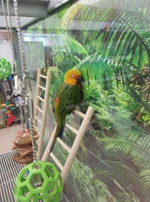 Эмоциональные животные Эмоциональные животные