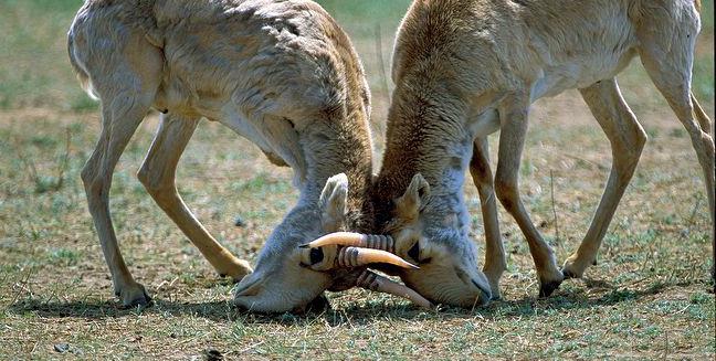 Калмыцкая антилопа: фото и описание. Антилопа сайгак: где живет и чем питается