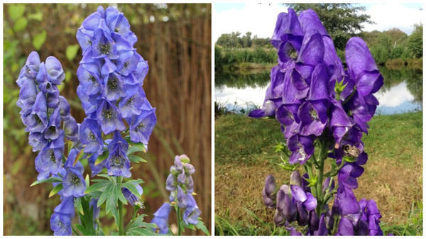 Аконит Кармихеля Arendsii. Фото с сайта hillfarmnursery.com. Аконит Кармихеля Barkerrs Variety. Фото сайта edenvivace.com