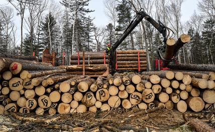Лес в России валят — щепки летят и стон стоит