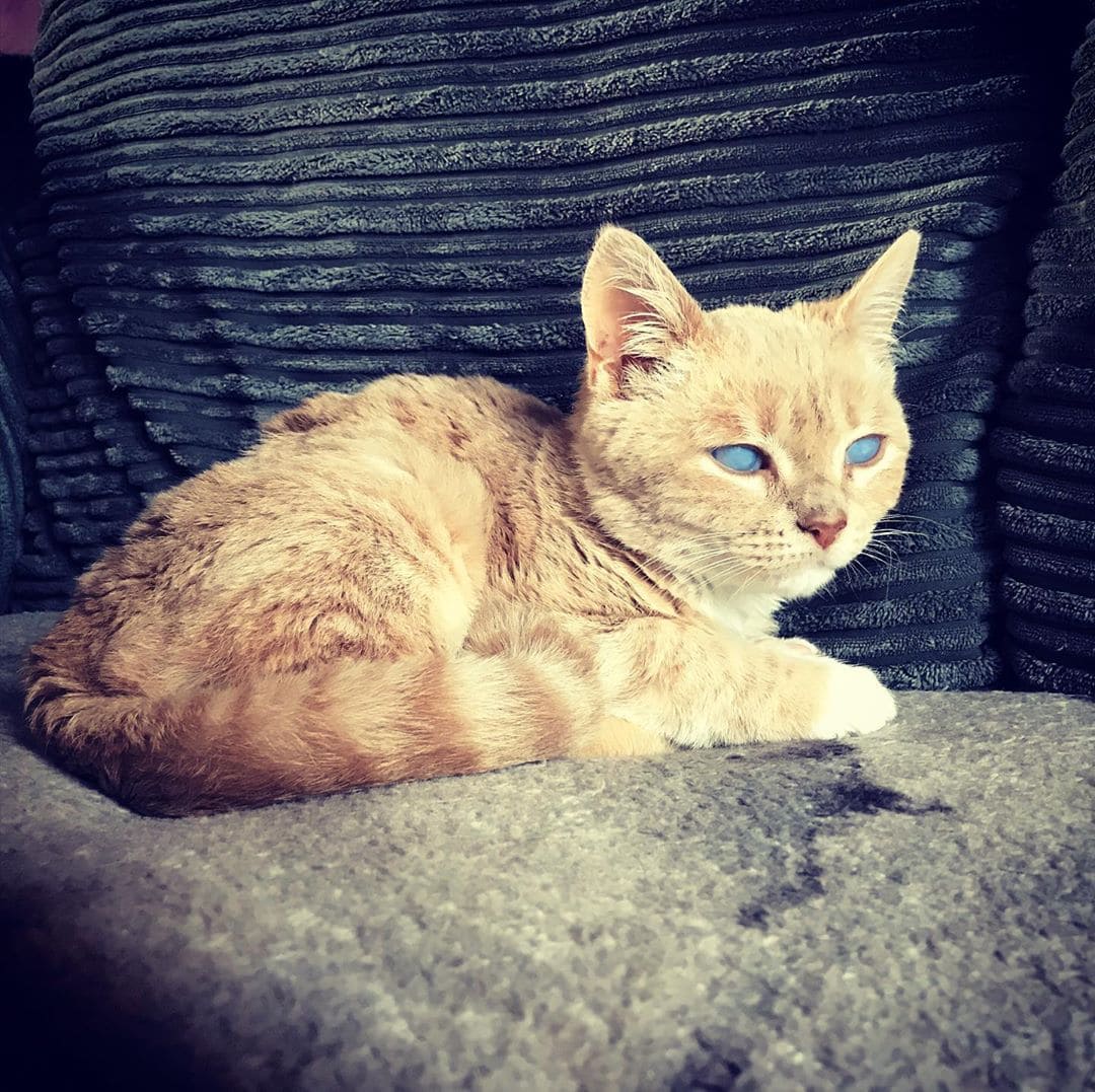 Котёнок Манчи никогда не вырастет и останется вечно молодым. Всё из-за редкой болезни, но он не унывает Котёнок Манчи никогда не вырастет и останется вечно молодым. Всё из-за редкой болезни, но он не унывает