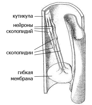 Есть ли у муравья уши?