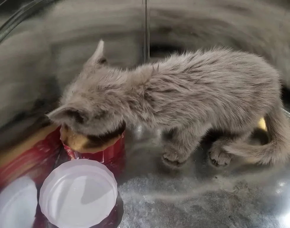 Без кота и жизнь не та