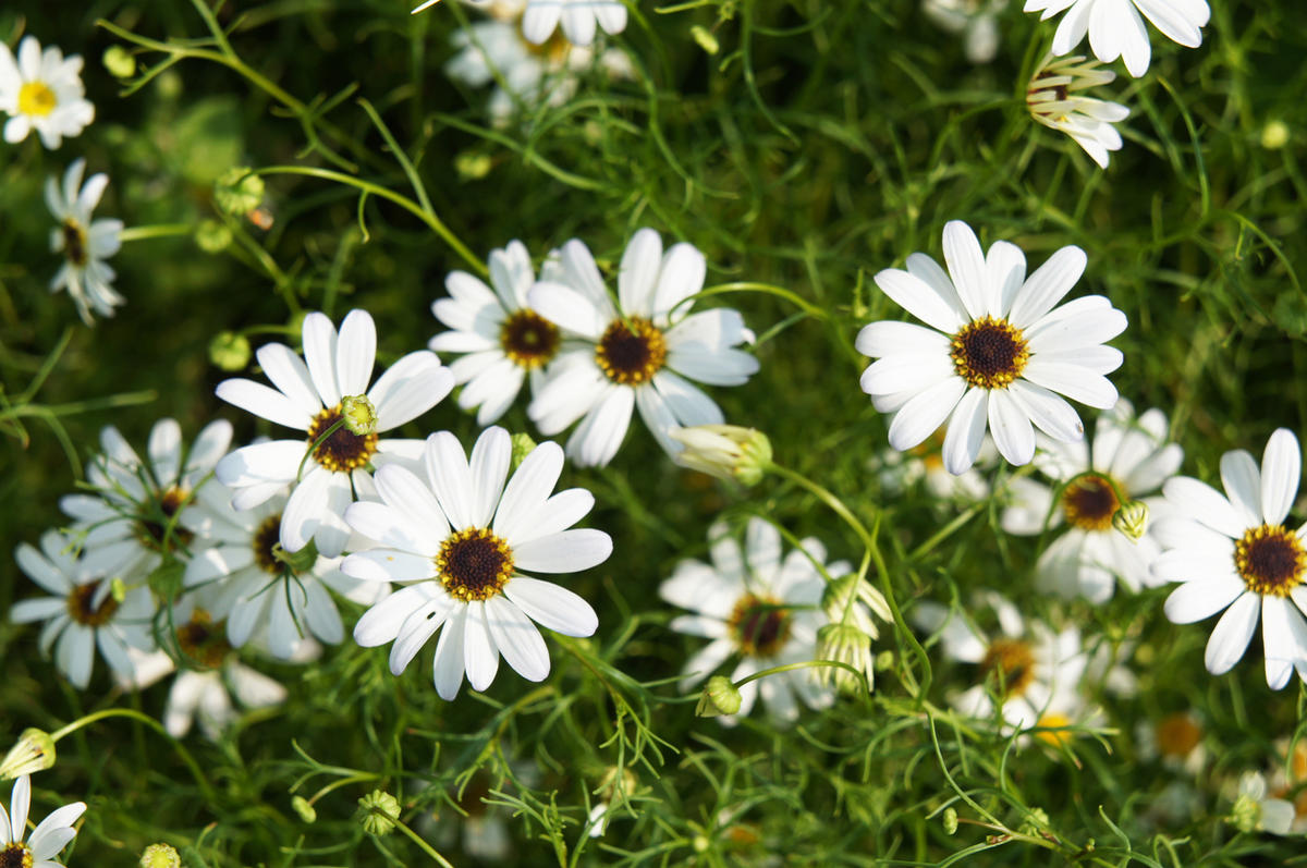 8 цветов, которые так похожи на ромашки White&039, цветков, лепестки, можно, сорта, растение, Растение, много, например, оттенков, имеют, &039Profusion, именно, могут, многолетнее, лепестками, выращивают, ромашки, которых, может