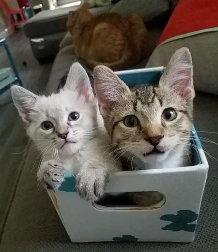 Без кота и жизнь не та