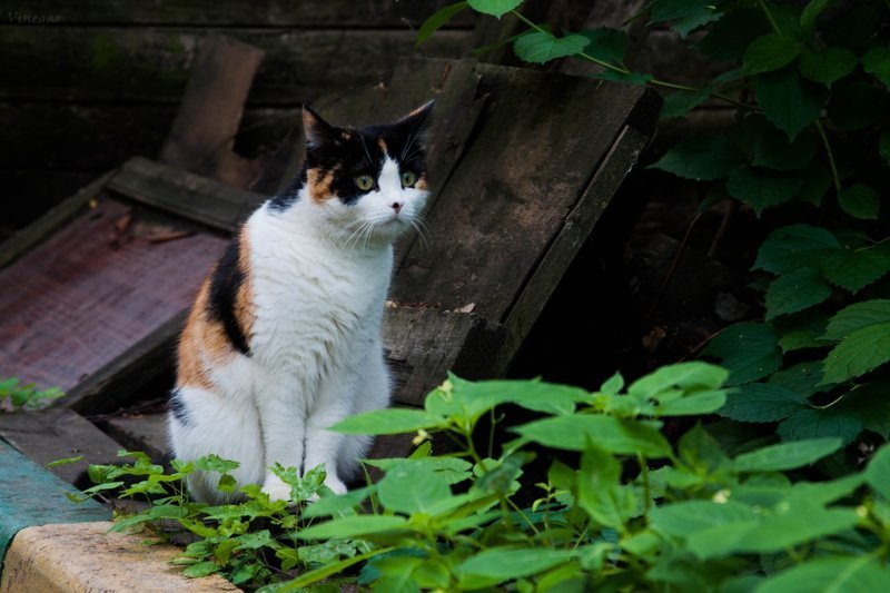 Очень колоритные уличные коты город, кот, кошка, уличная жизнь, уличный кот, эстетика