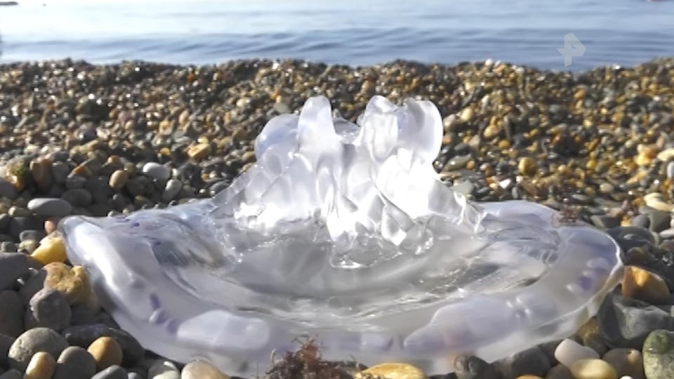 Страшно в воде: курорты Черного моря атаковали ядовитые медузы