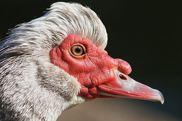 Мускусная утка (Cairina moschata) - большая местная птица Мексики,