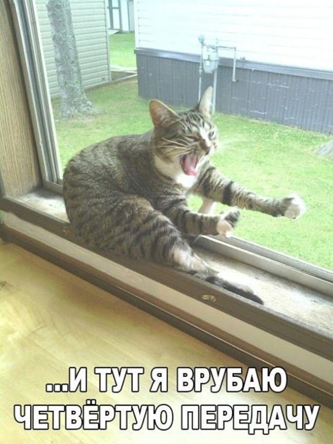 Подборка фото забавных котов и котят со смешными надписями ) Подборка фото забавных котов и котят со смешными надписями )
