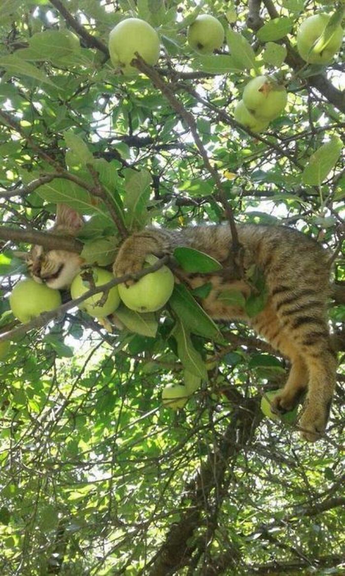 полосатый кот спит на яблоне