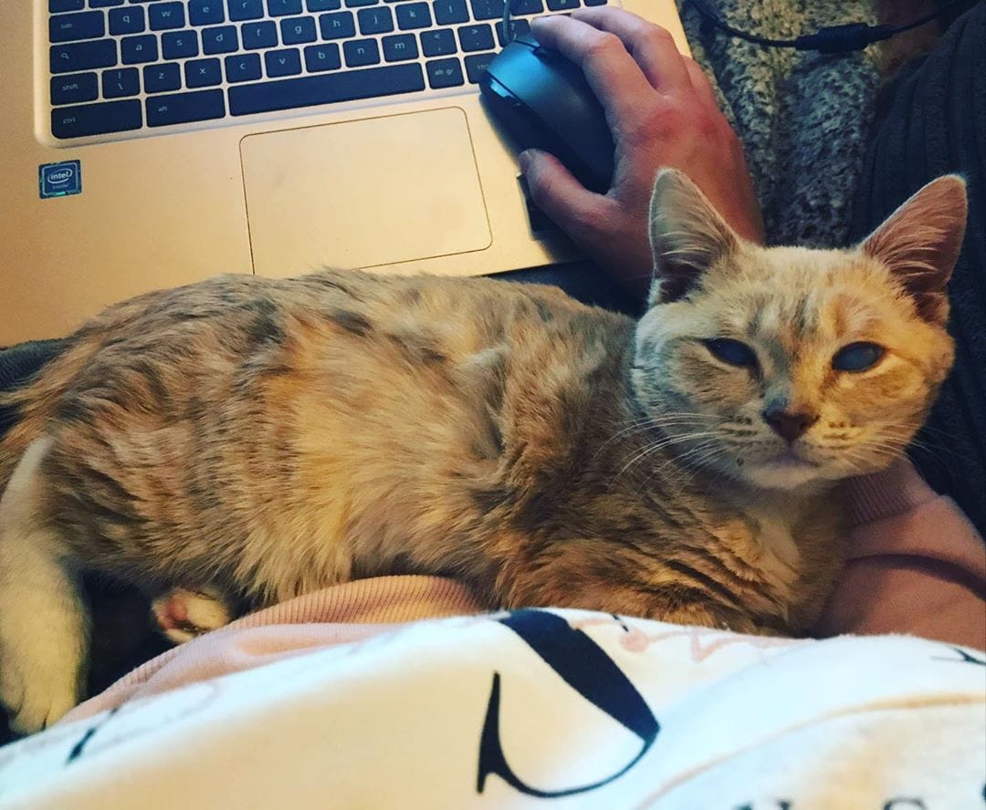 Котёнок Манчи никогда не вырастет и останется вечно молодым. Всё из-за редкой болезни, но он не унывает Котёнок Манчи никогда не вырастет и останется вечно молодым. Всё из-за редкой болезни, но он не унывает