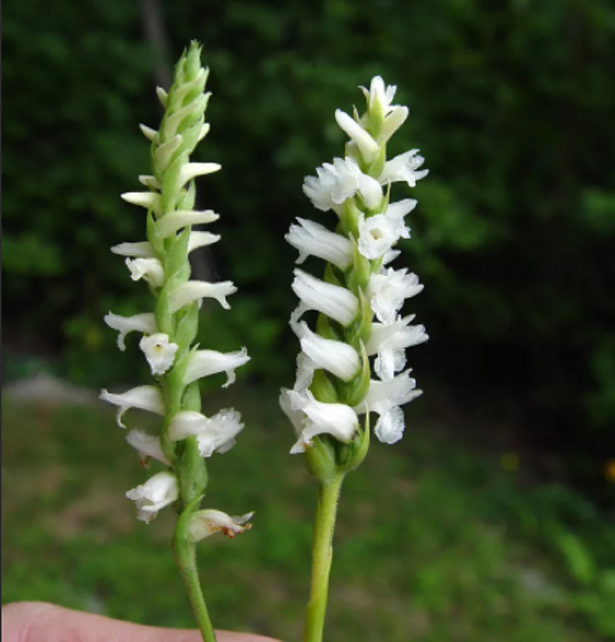 Заполняющее растение. Spiranthes cernua. Spiranthes cernua Орхидея. Spiranthes odorata. Спирантес водная Орхидея.