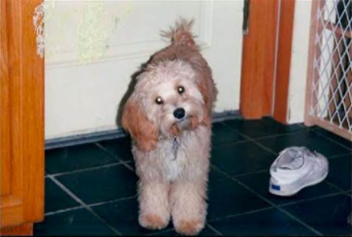 2owner-reunites-with-dog-today-170914-inline_a04e85bf95ff8384df6a6d94cf6e3128.today-inline-large