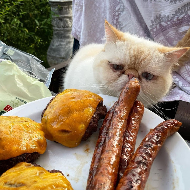 кошка просит еду