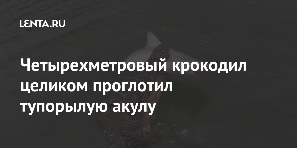 Четырехметровый крокодил целиком проглотил тупорылую акулу Из жизни